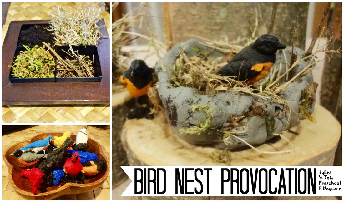 Bird Nest Provocation